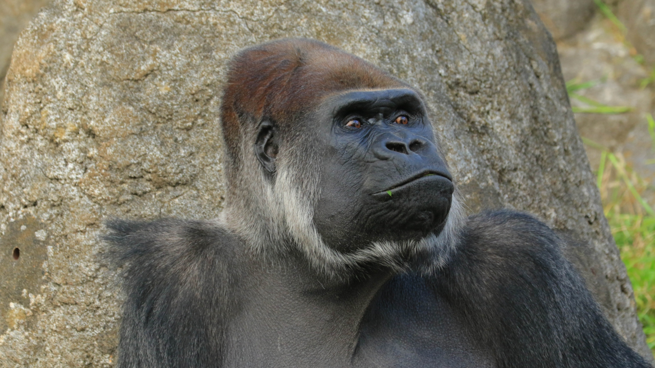 ゴリラの口元（口ゴボ）